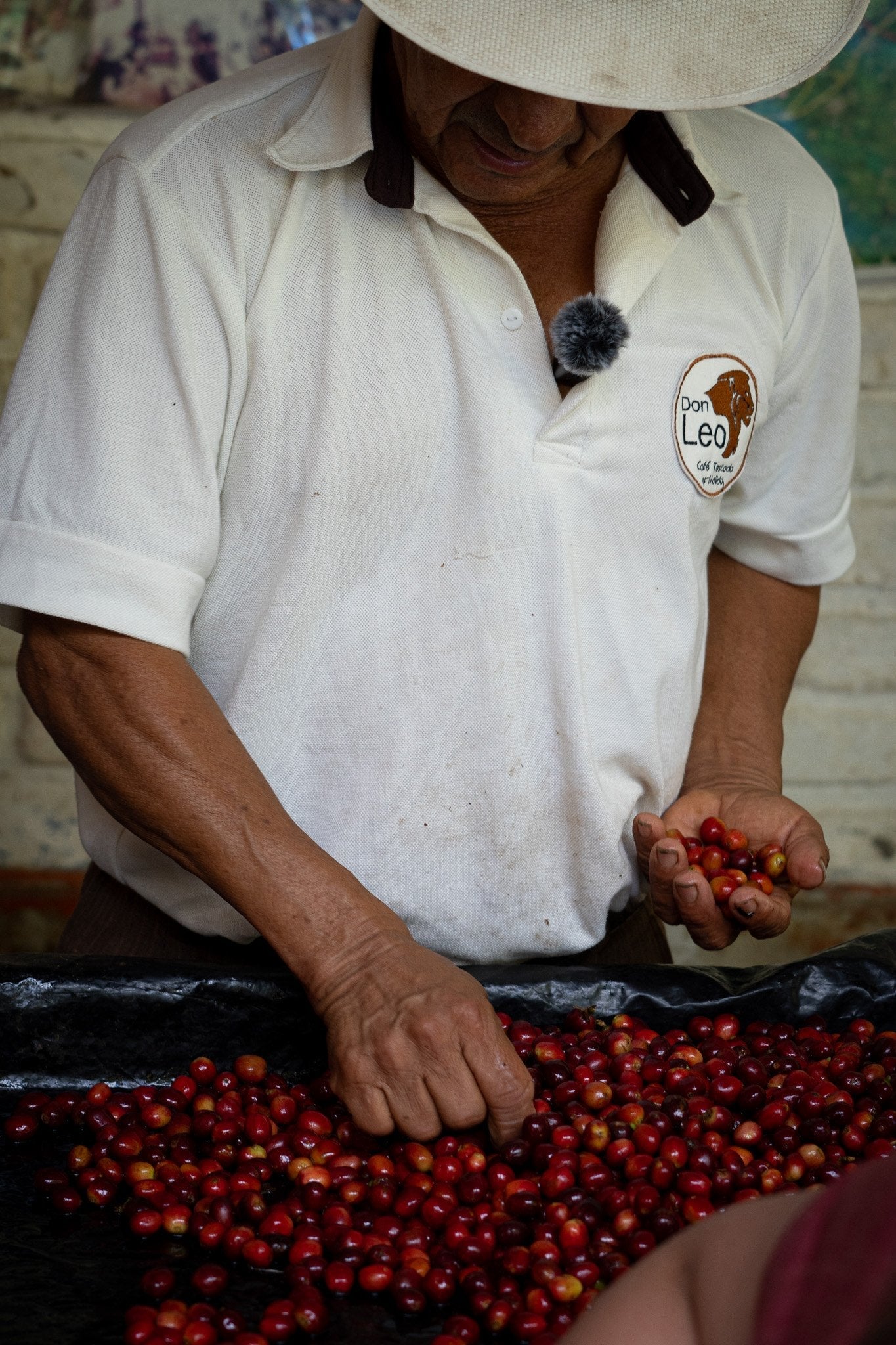 Manos revolviendo cerezas de café rojas recién recogidas