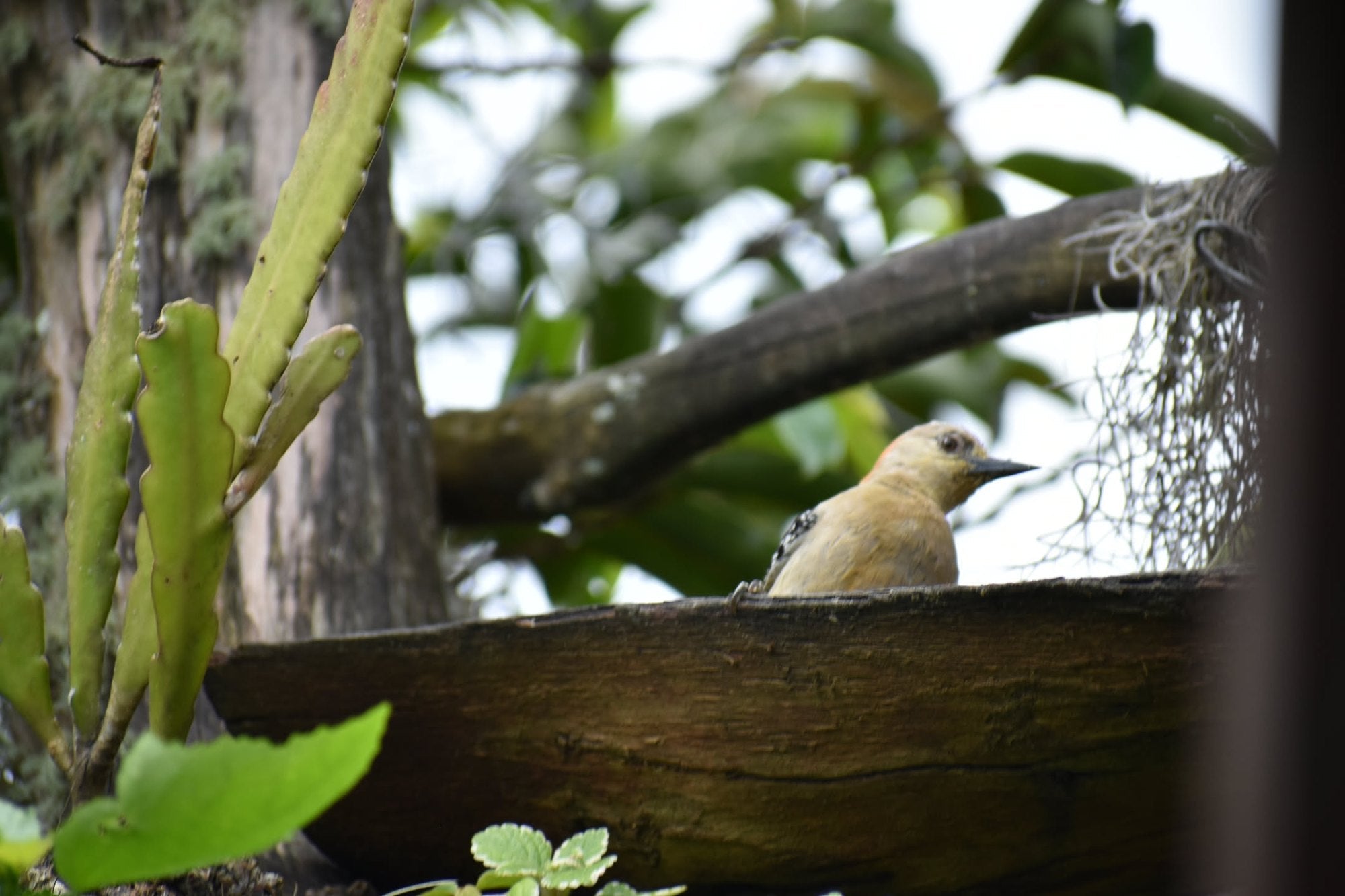 Un pájaro posado en un comedero de madera, entre la vegetación del cafetal