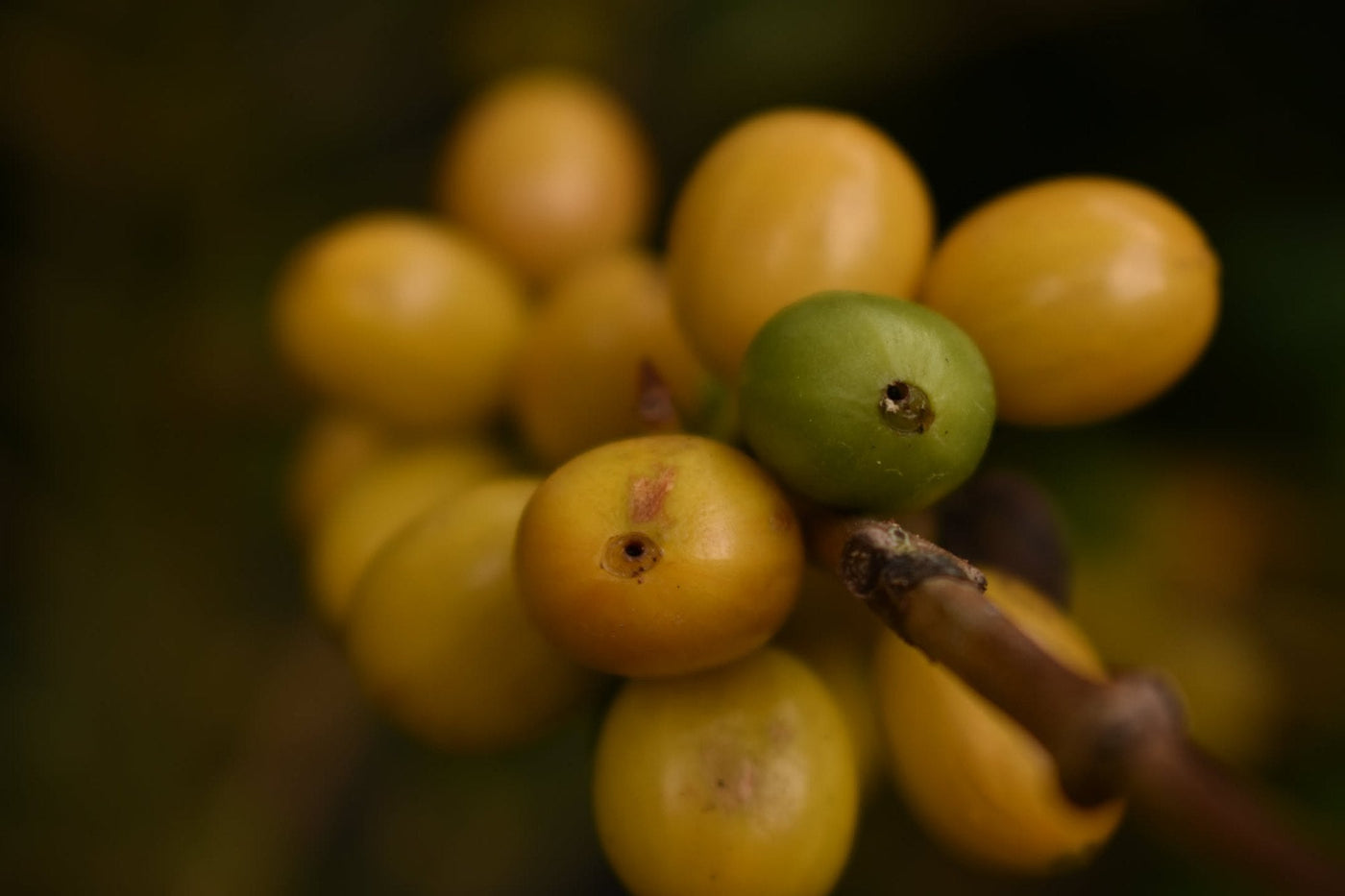Cereza de café amarilla madura, muy de cerca