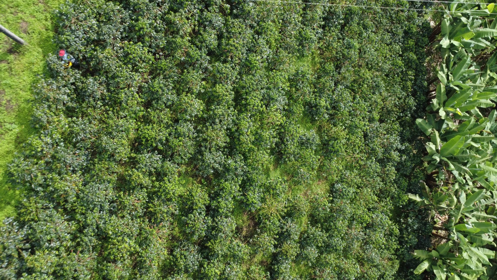 A coffee field from above: rows of coffee trees and a band of plantain