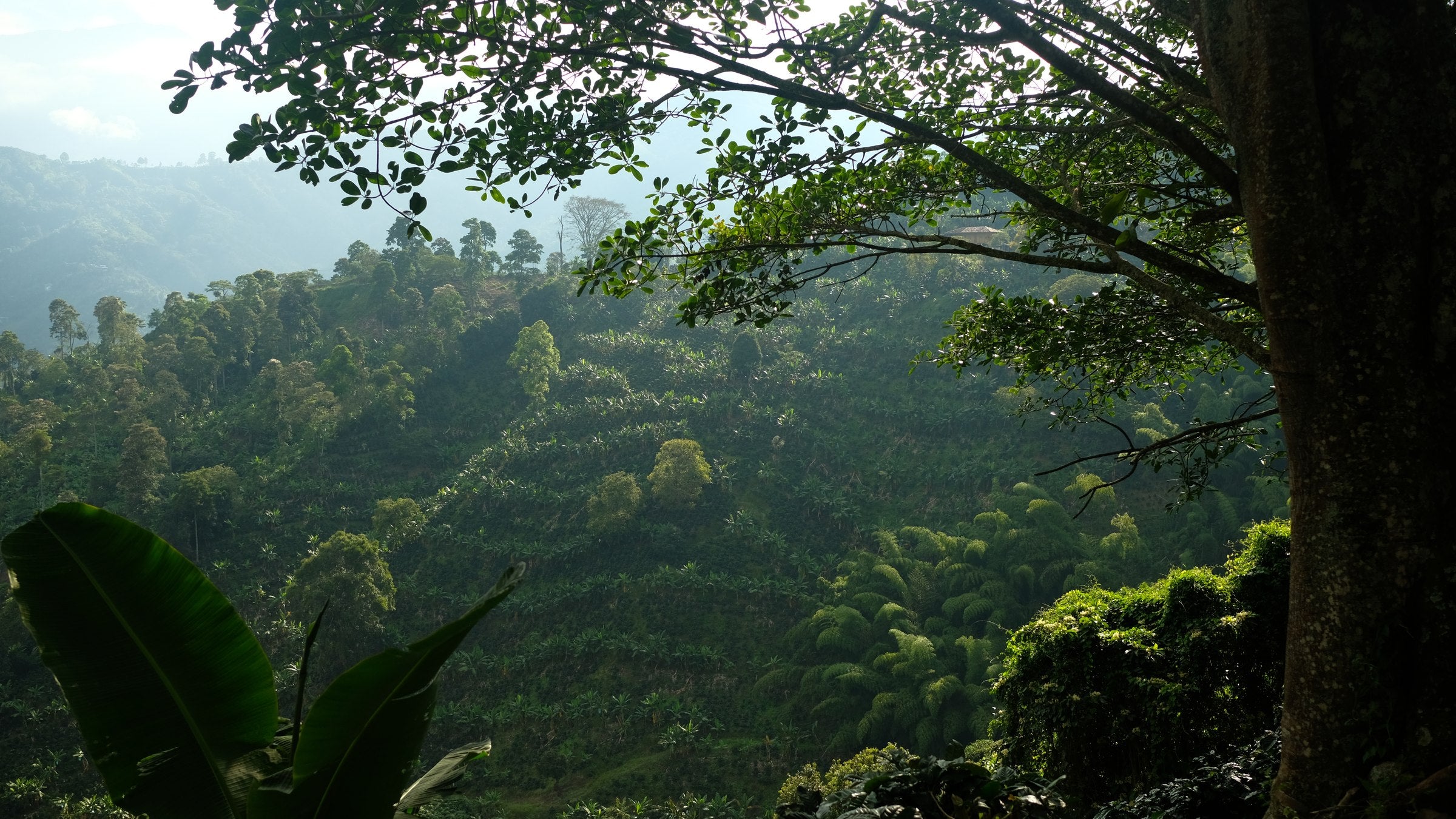 Cafetal en ladera bajo árboles de sombrío