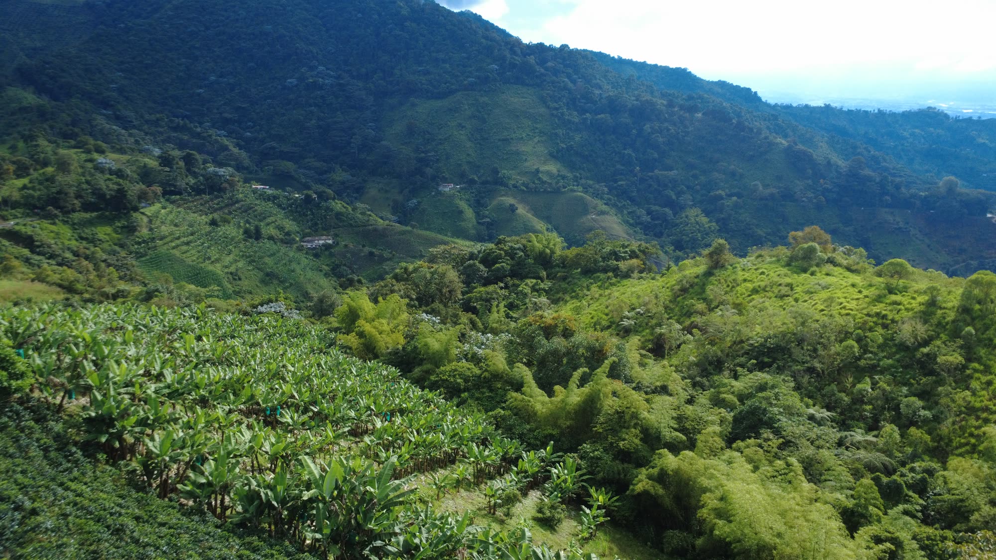 A hillside coffee field with plantain and guadua bamboo, the valley beyond, in the mountains of Pijao