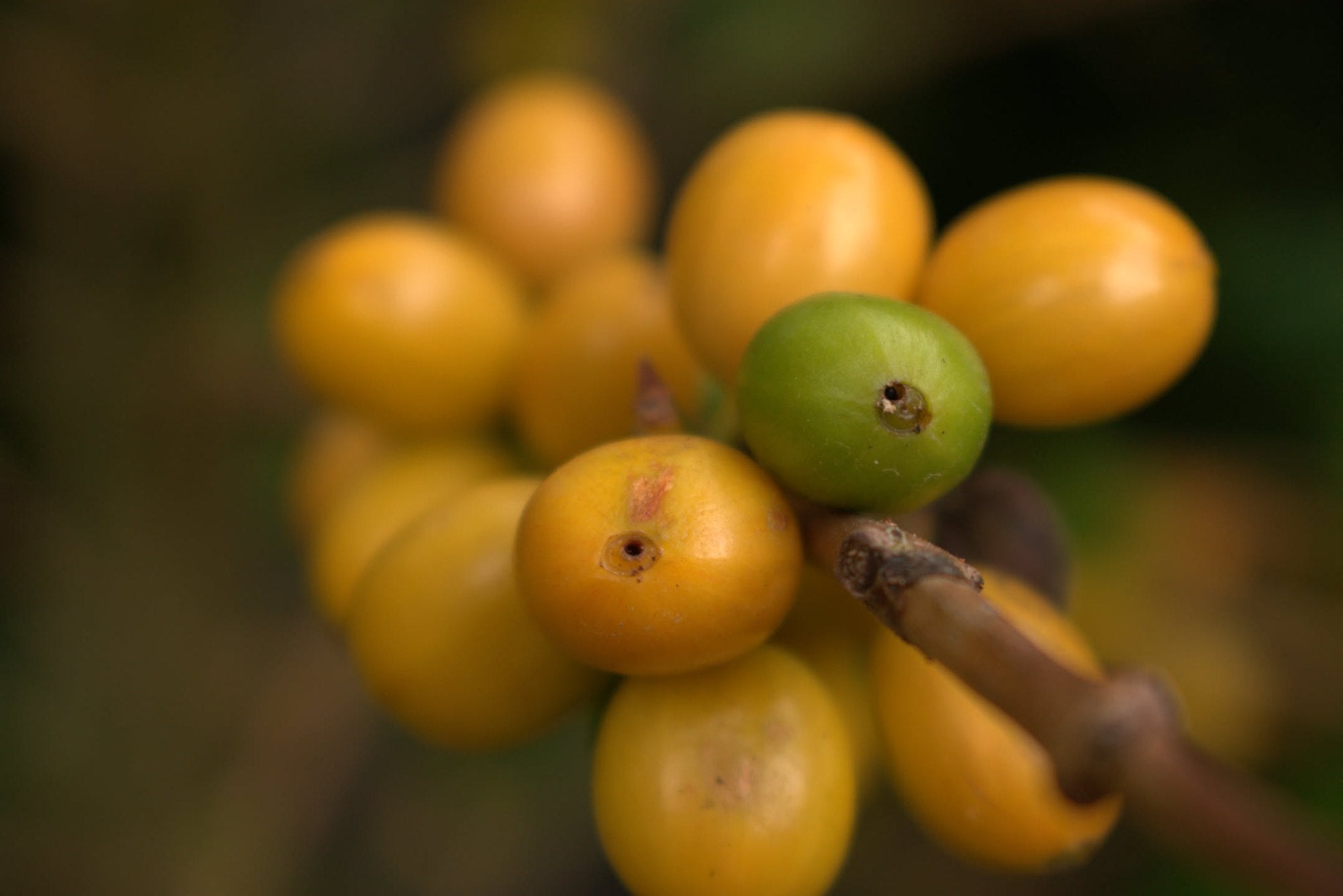Close-up of a cluster of yellow coffee cherries with one green among them