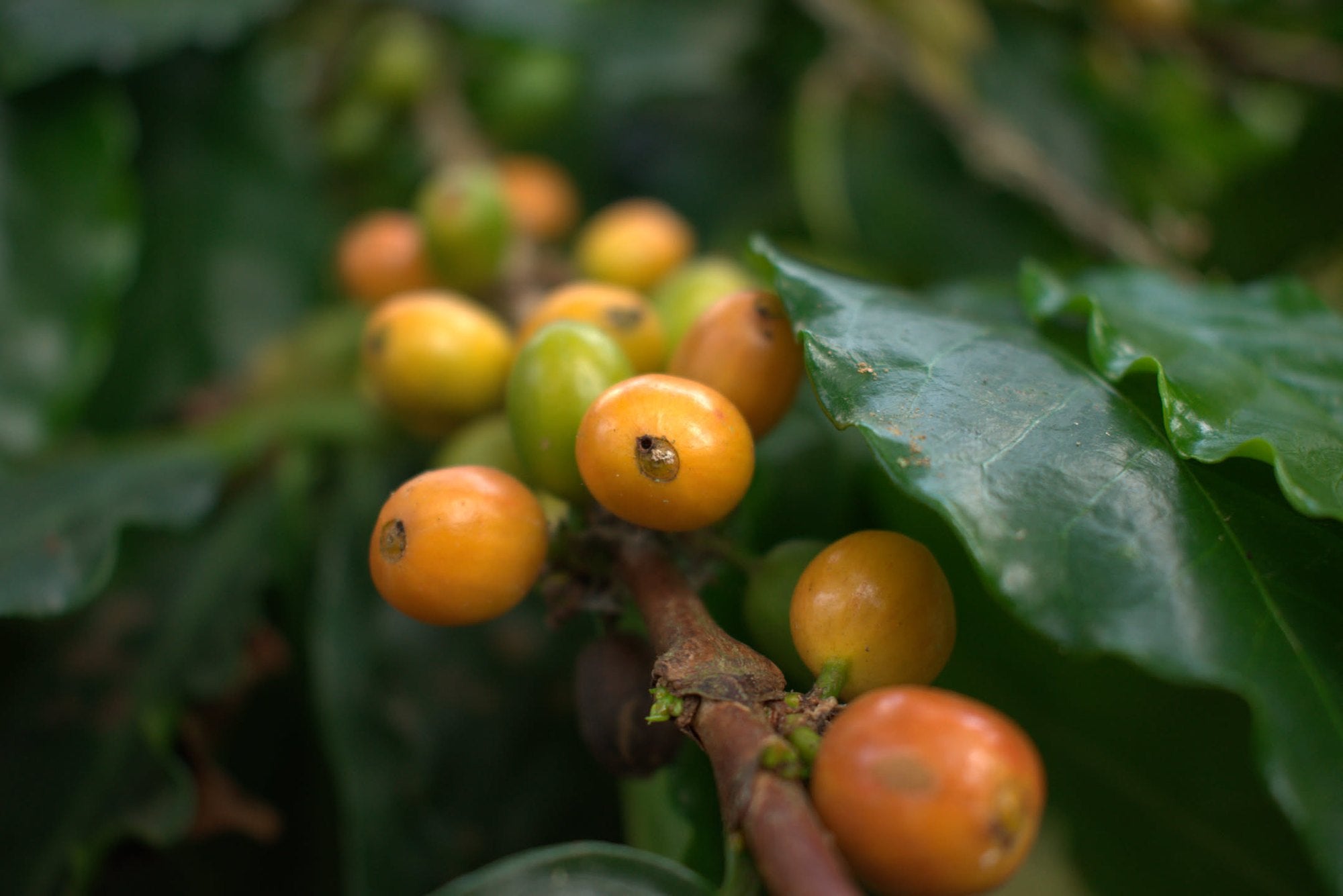 Yellow coffee cherries and one red one ripening on the branch