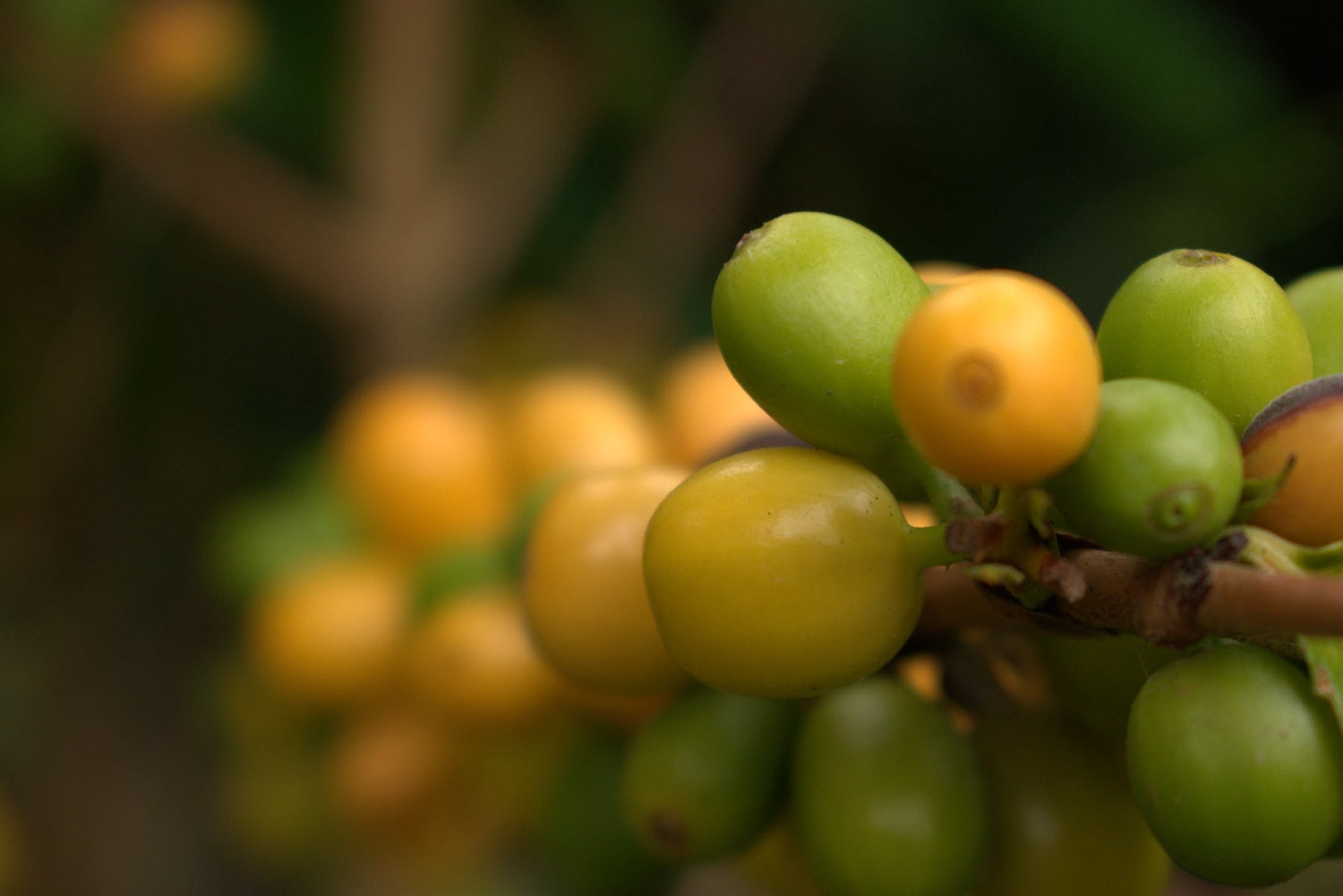 Yellow and green coffee cherries on the same branch
