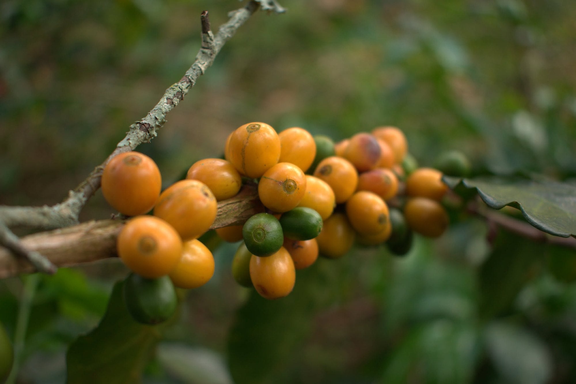 A coffee branch with yellow, orange and green cherries