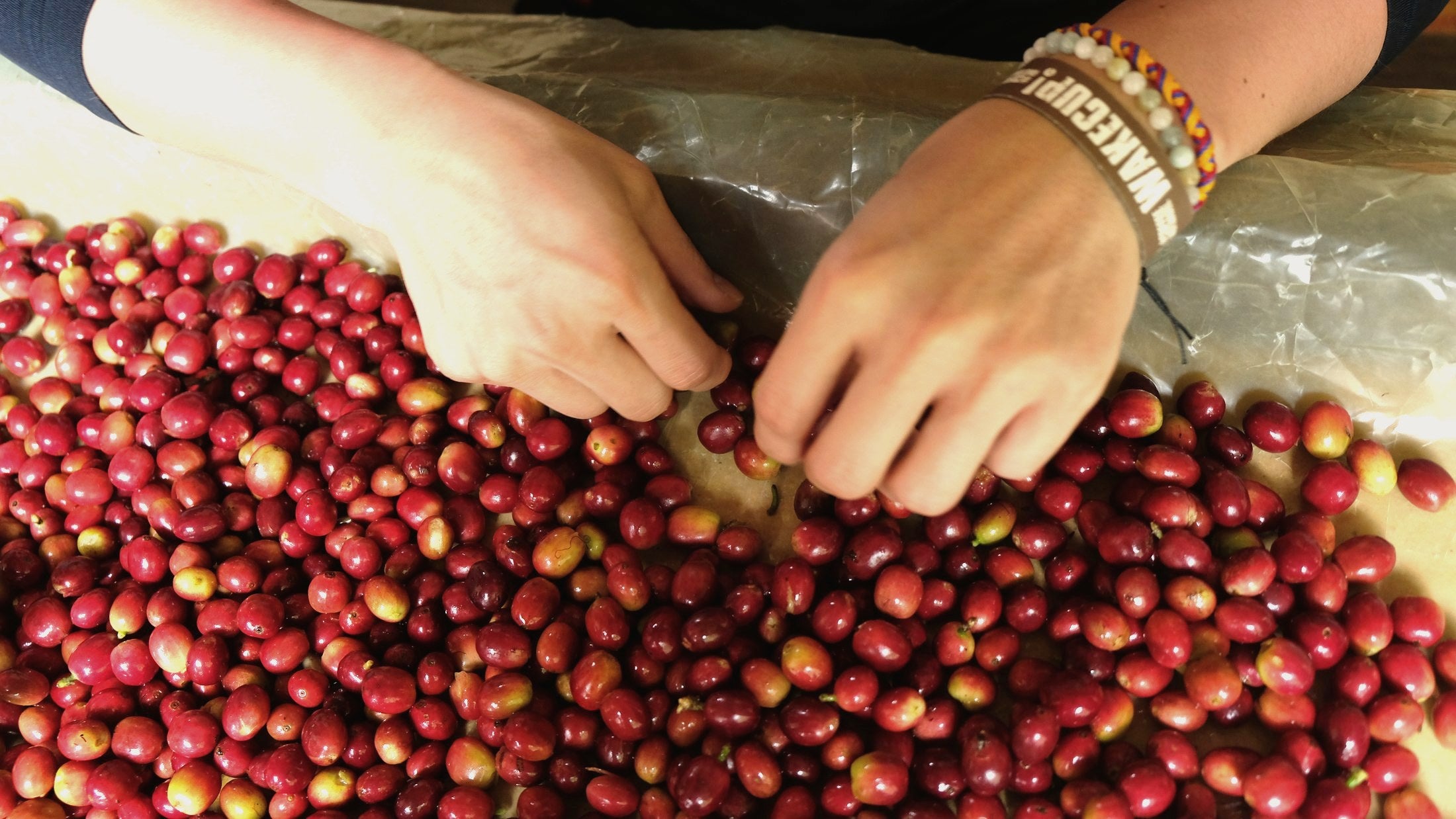 Two hands sorting red and green coffee cherries on a table