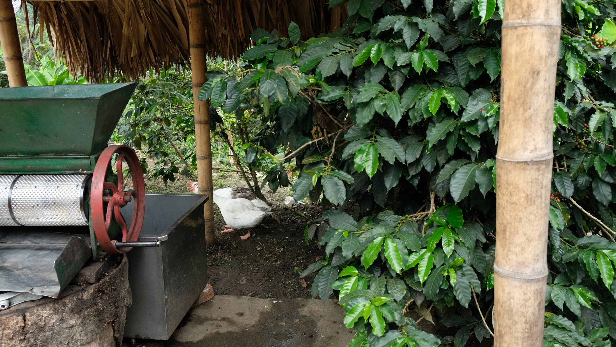 A coffee pulper in a farm yard, among coffee trees and guadua bamboo