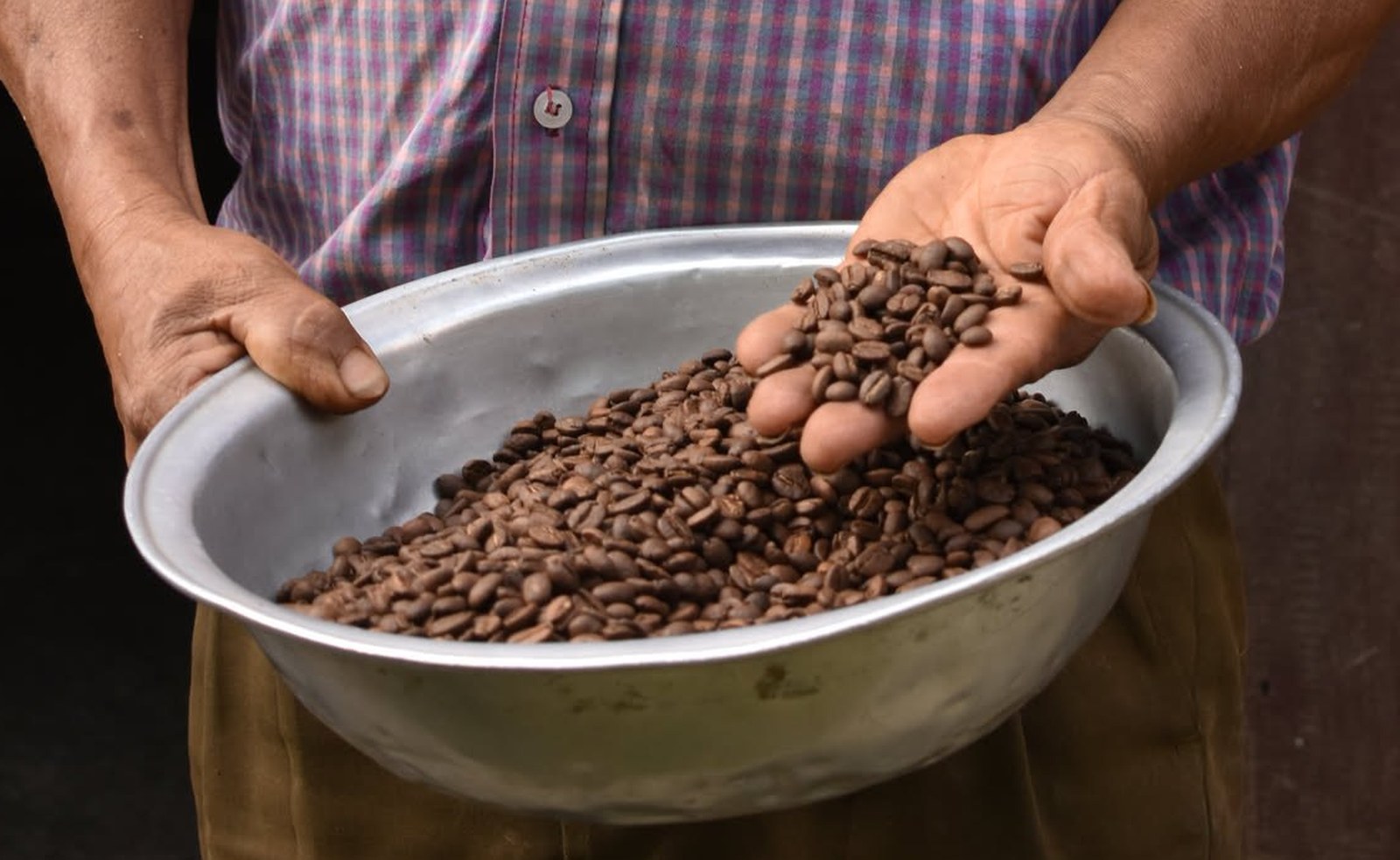 Las manos de León Campo con granos de café sobre una bandeja de metal