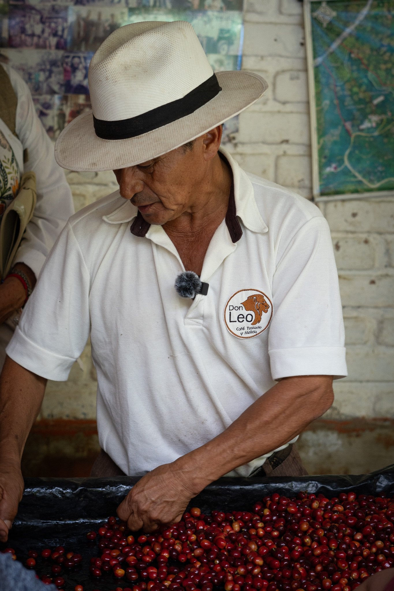 Hands turning over freshly picked red coffee cherries