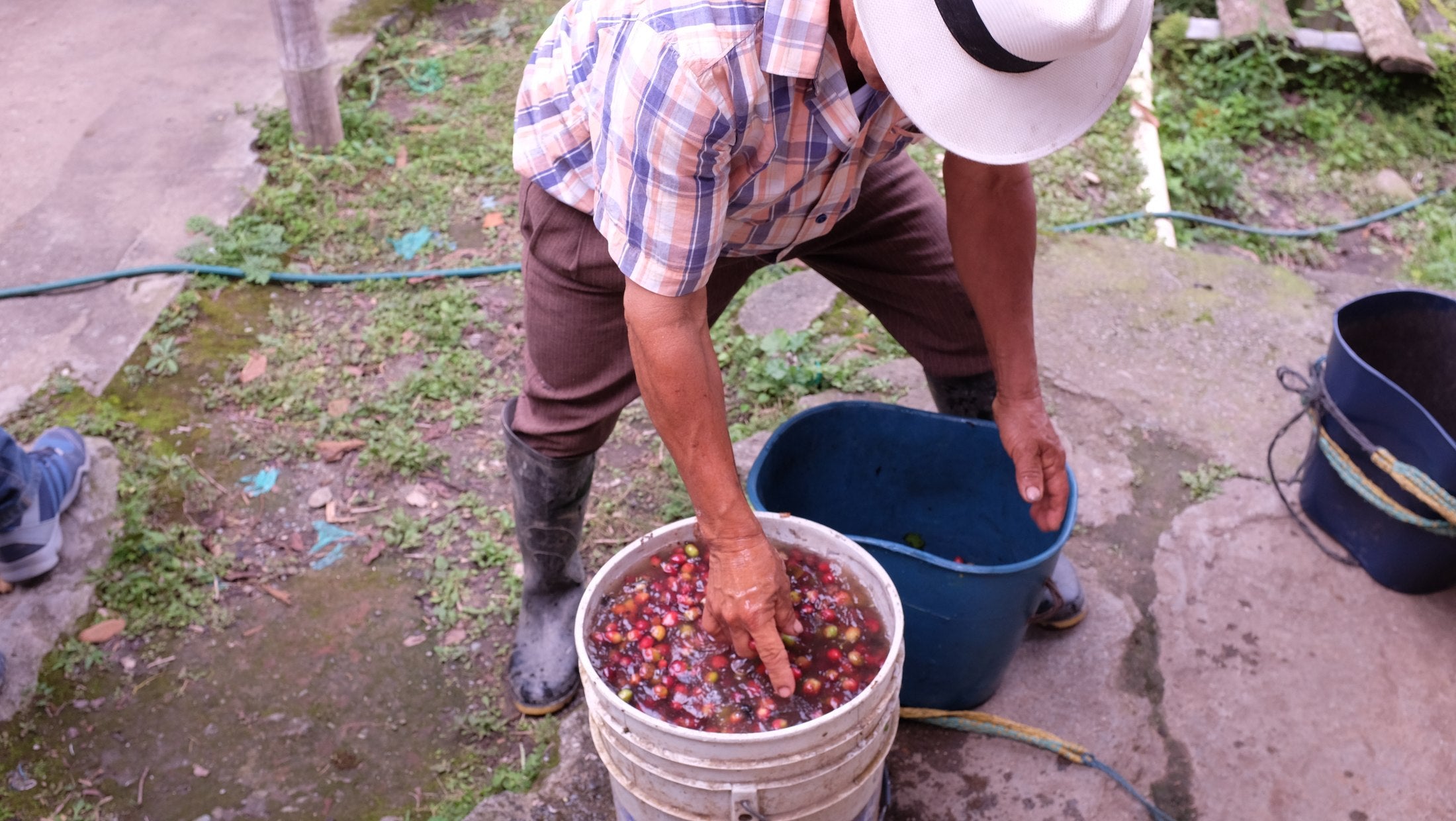 Manos revisando cerezas de café en un balde con agua