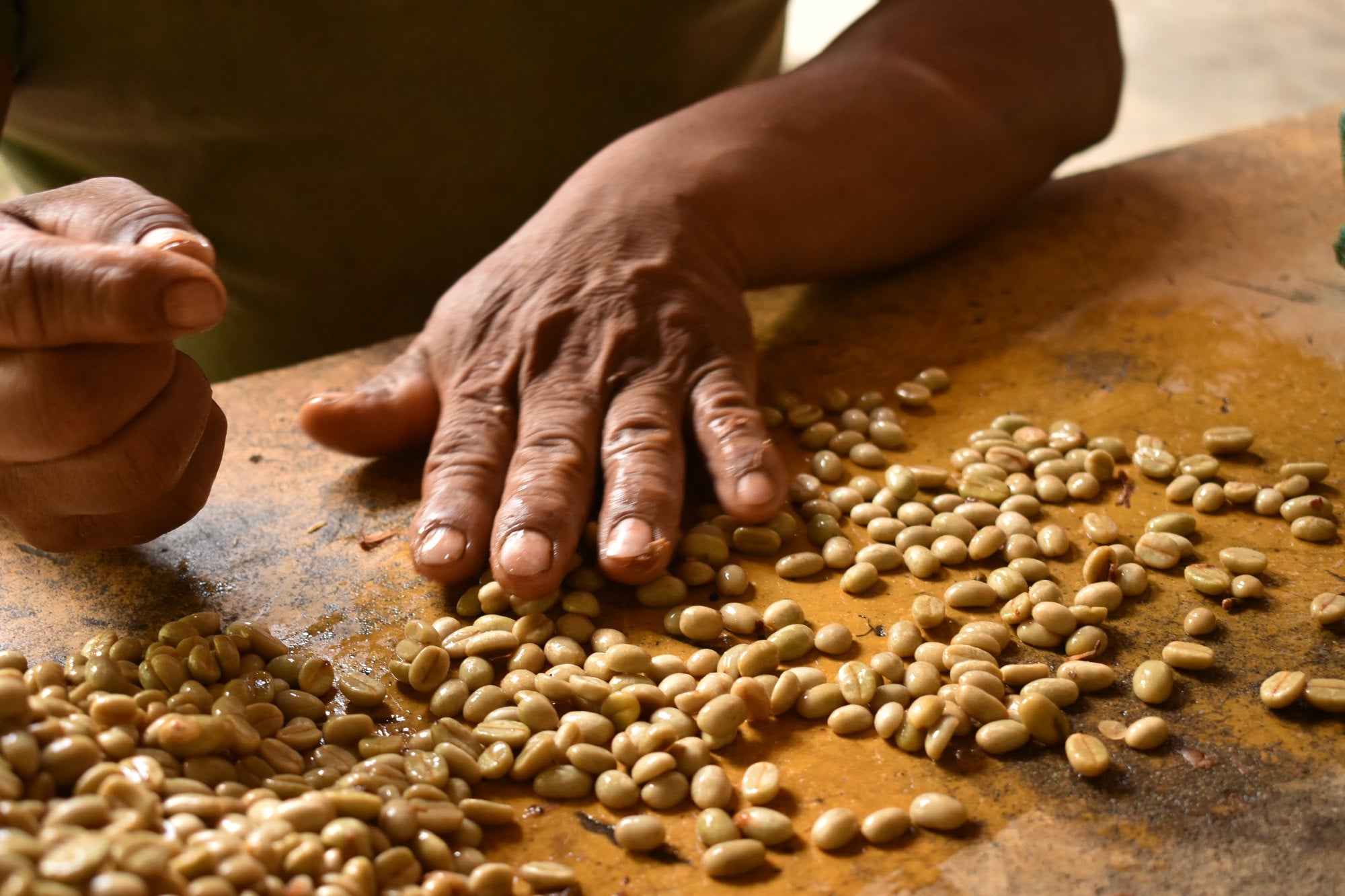 Hands sorting green coffee beans on a wooden table