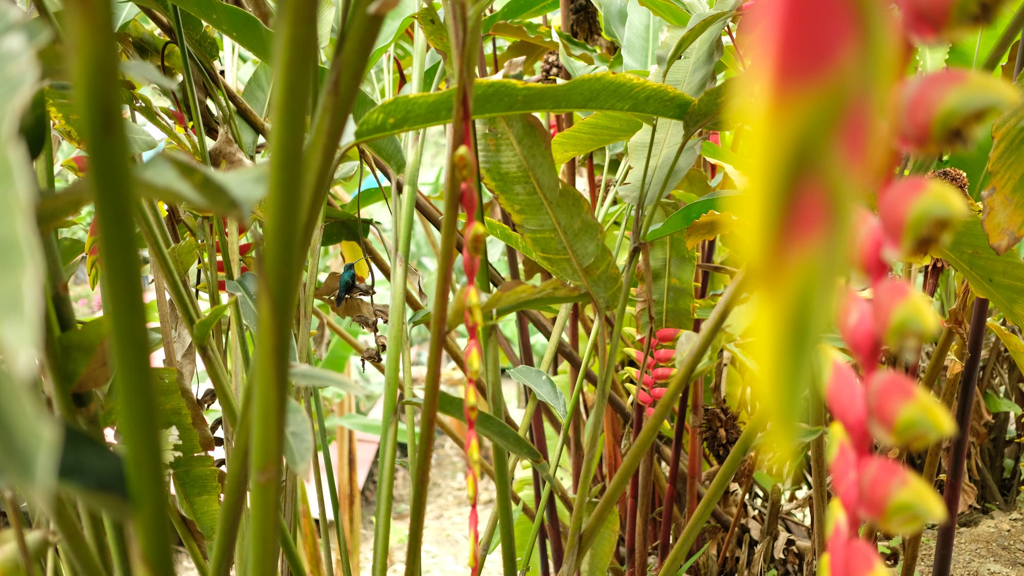 A red and yellow heliconia among plantain leaves in the coffee grove