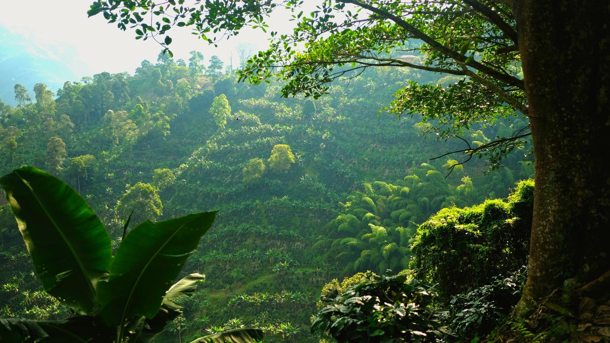 Coffee planted across a mountain slope in Pijao