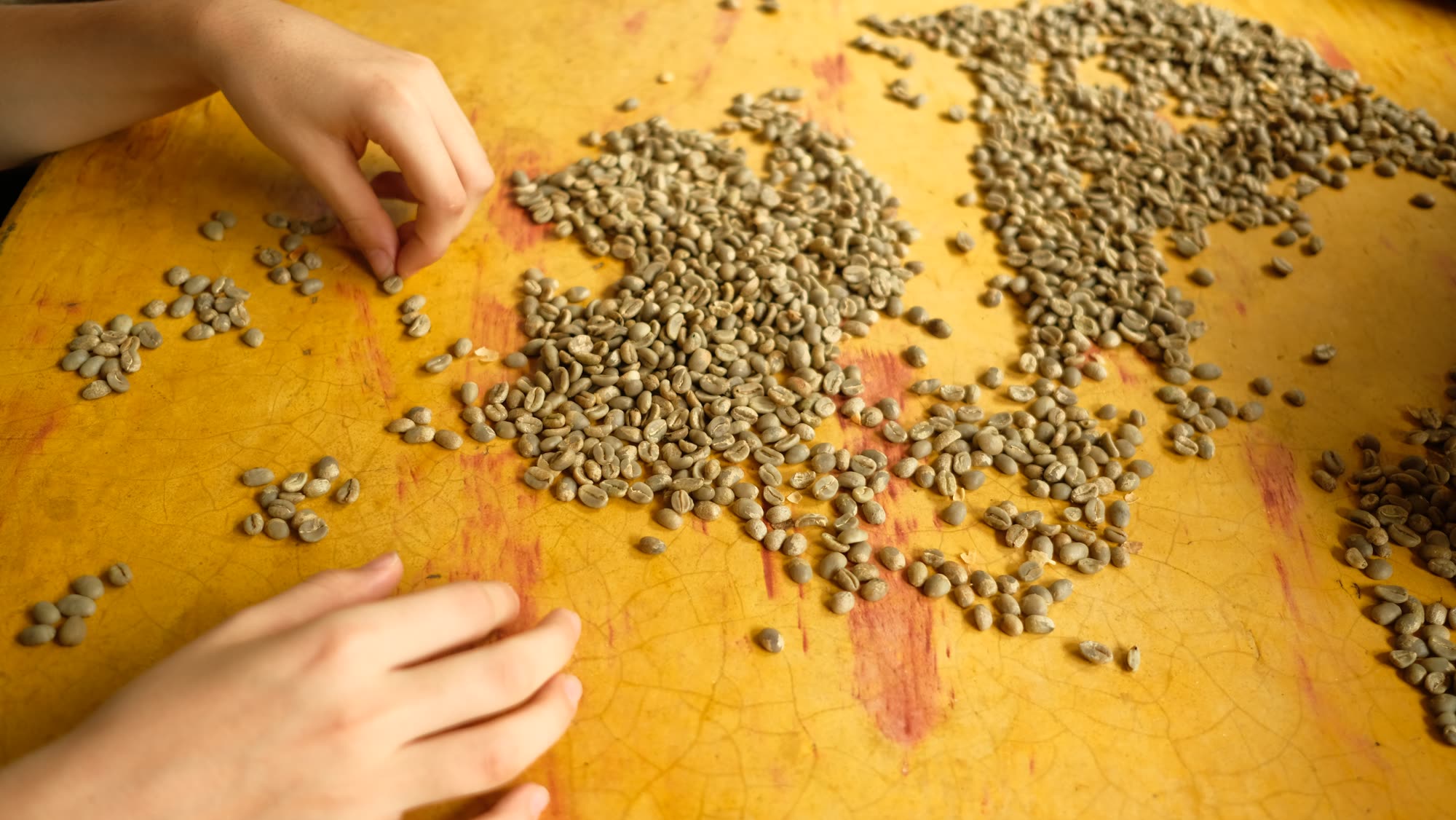 Green coffee beans laid out as a world map on a yellow table, a hand adjusting them