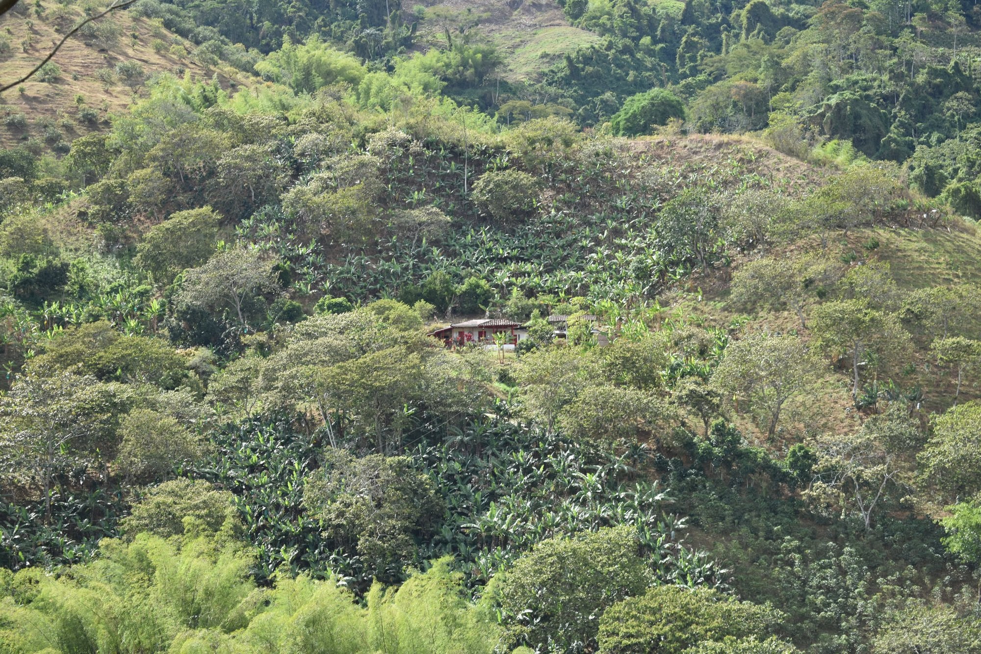 A mountainside of coffee and forest in Quindío