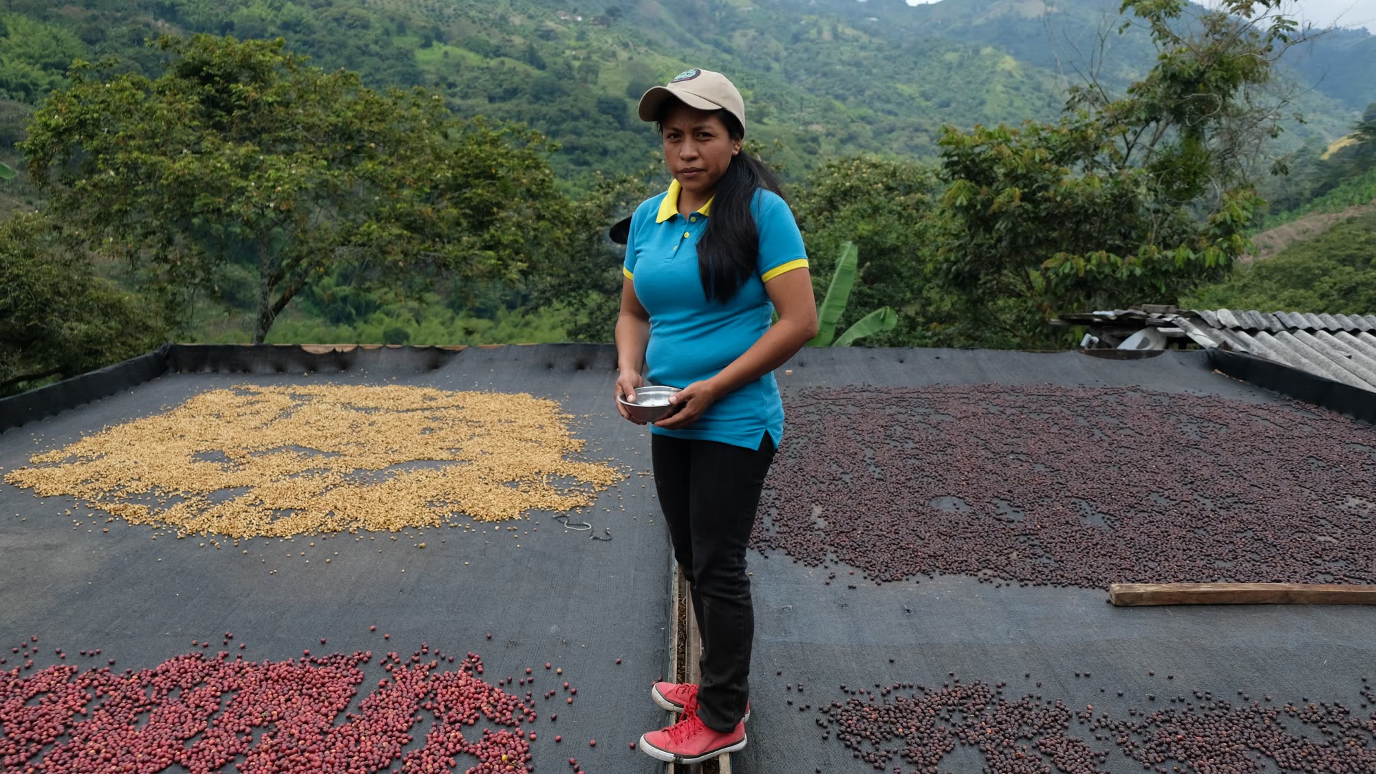Whole coffee cherries drying in the sun on a raised bed, yellow on one side and red on the other