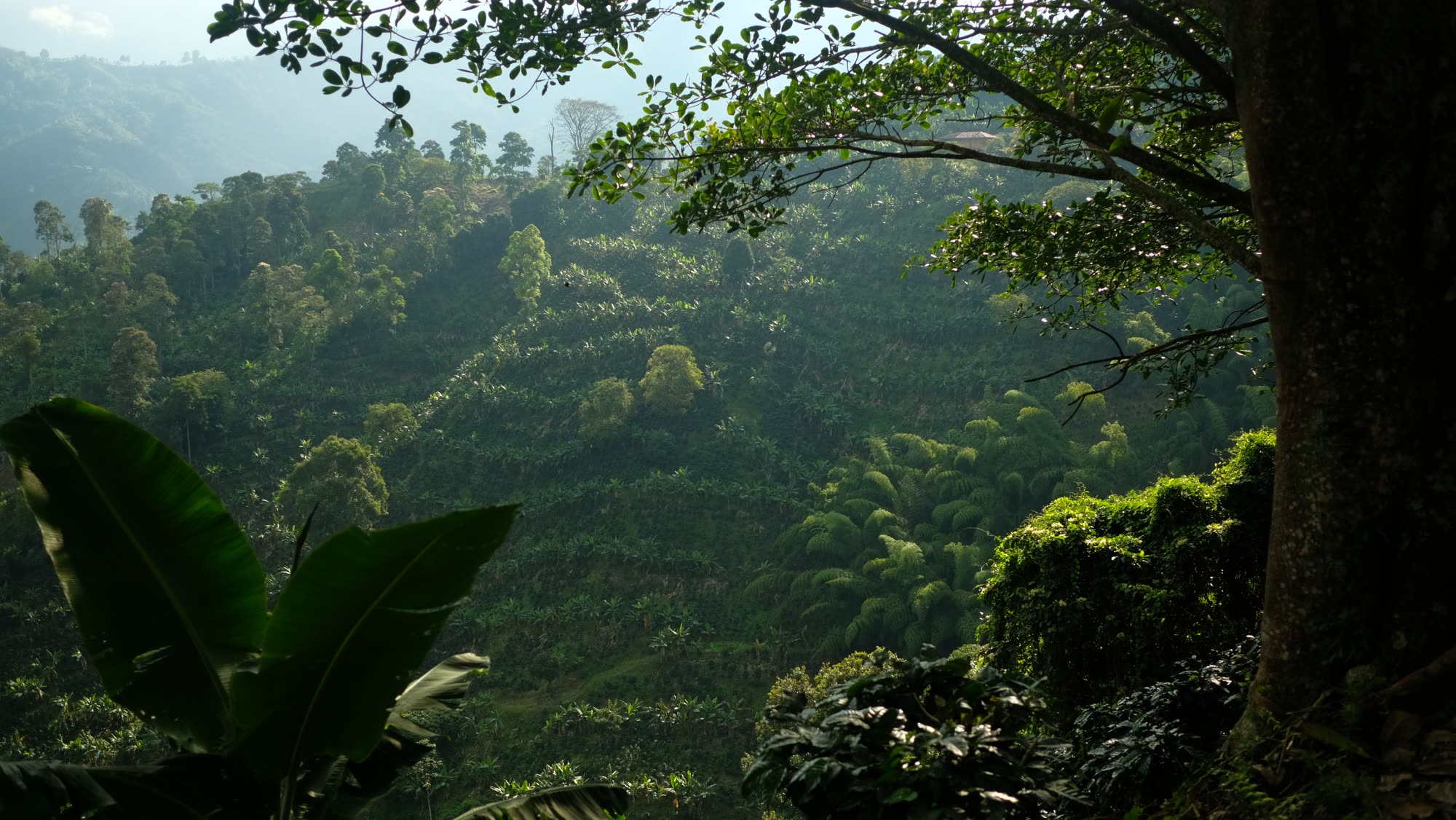 Coffee growing under tall trees, against the light